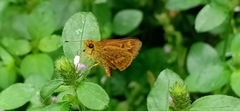 Oriens goloides