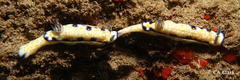 Hypselodoris imperialis