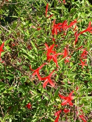 Anisacanthus quadrifidus