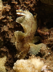 Taenianotus triacanthus
