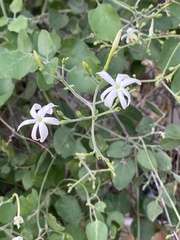 Jasminum fluminense