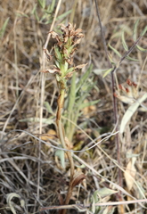 Anacamptis coriophora