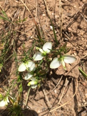 Polygala microlopha