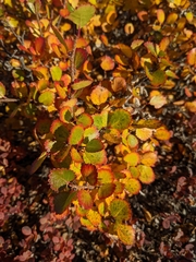 Betula pumila