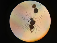 Erysiphe berberidis