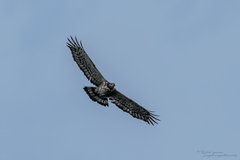 Pernis ptilorhynchus orientalis