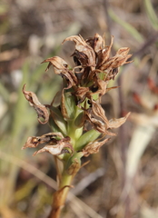 Anacamptis coriophora