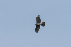 Accipiter gularis