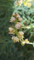 Reseda glauca