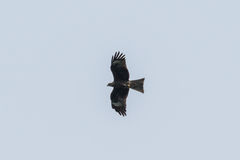 Milvus migrans lineatus
