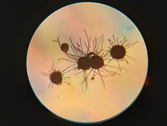Erysiphe berberidis