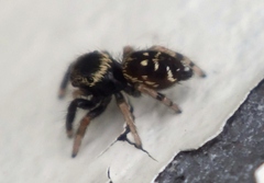 Paraphidippus aurantius