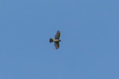Accipiter gularis