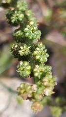 Reseda glauca