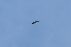 Accipiter soloensis
