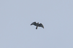Buteo buteo vulpinus