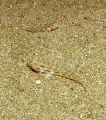 Gobiidae