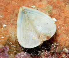 Corculum cardissa