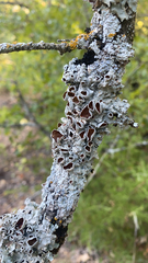 Punctelia bolliana