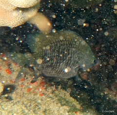 Plectroglyphidodon marginatus