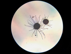 Erysiphe berberidis