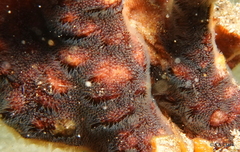 Schizoporella errata