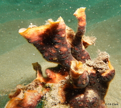 Schizoporella errata