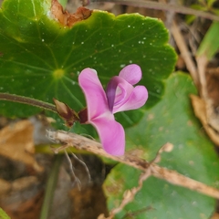 Strophostyles helvola