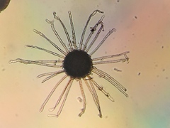 Erysiphe berberidis