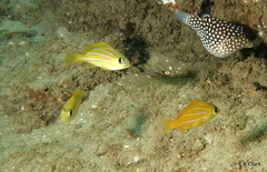 Lutjanus kasmira