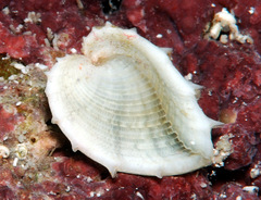 Corculum cardissa