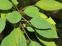 Triadica cochinchinensis
