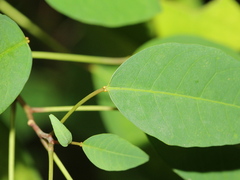 Triadica cochinchinensis