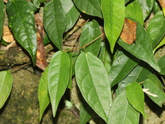 Ficus sarmentosa