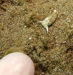 Plakobranchus ocellatus