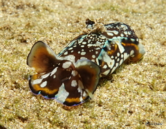 Philinopsis speciosa