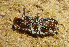 Philinopsis speciosa