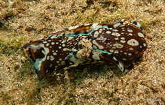 Philinopsis speciosa