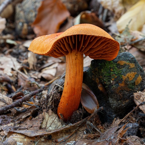 Pavučinovec rumelkový (Cortinarius cinnabarinus)