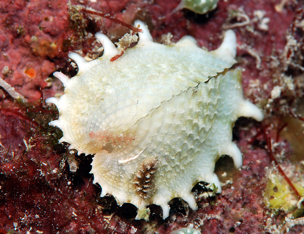 Fraginae