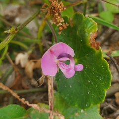 Strophostyles helvola