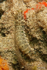 Pseudosquilla ciliata