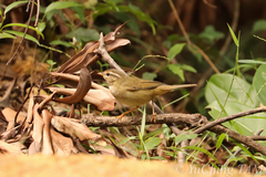 Phylloscopus schwarzi