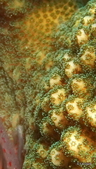 Pocillopora grandis