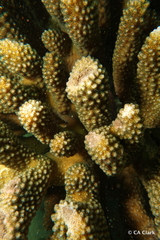 Pocillopora grandis