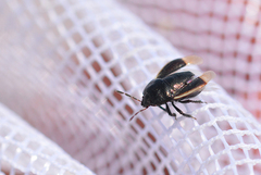 Legnotus limbosus