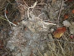 Matelea hirtelliflora