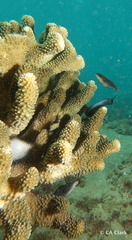 Pocillopora grandis