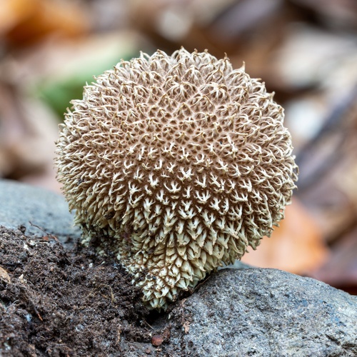 prášnica pichliačová (Lycoperdon echinatum)