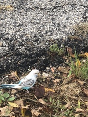 Melopsittacus undulatus domesticus